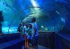 Khám phá thế giới diệu kỳ tại S.E.A Aquarium khi du lịch Singapore